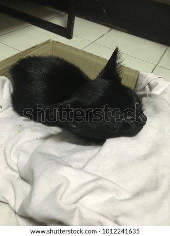 Black cat sleeping