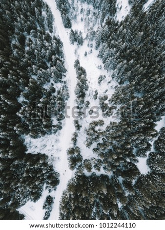 Aerial view on pine forest. winter aerial landscape
