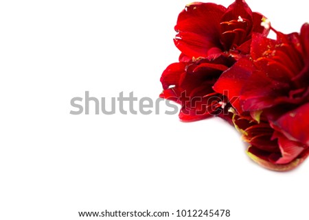 amaryllis red on a white background. Exotic, tropical flower