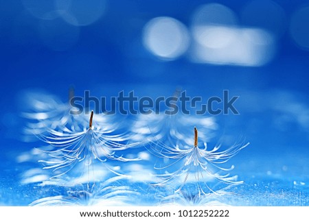 dandelion seeds on a light blue background, lightness, holiday