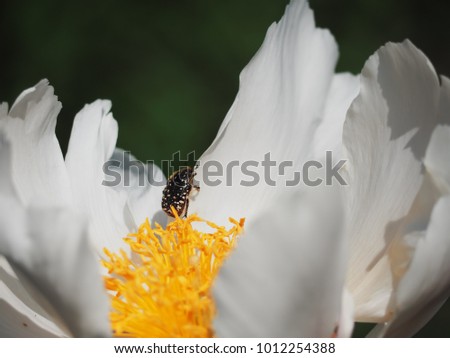 Bug climbing up the flower