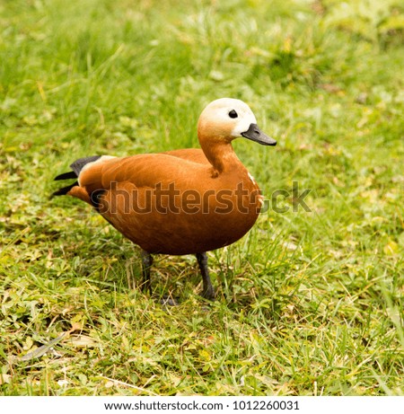 A duck walks along the green grass