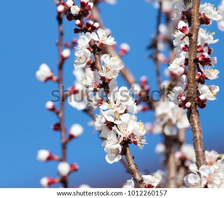 White flowers on a tree in spring
