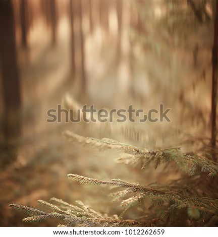 autumn background / blurred image of autumn landscape in the forest, pine, vertical lines, sun, bokeh in a forest background, sunset on a forest walk