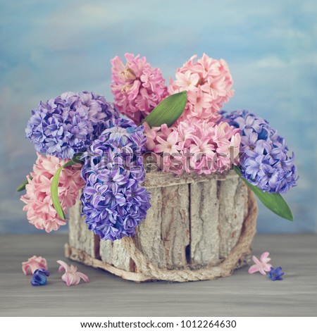 Beautiful hyacinth flowers in a basket on a textural background. 