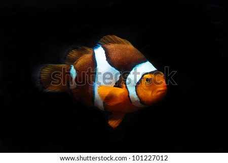 Short body clownfish