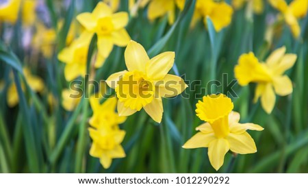 Amazing Yellow Daffodils flower field in the morning sunlight. The perfect image for spring background, flower landscape.  Royalty-Free Stock Photo #1012290292