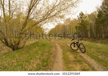 Bicycle on the right frame and a large tree on the left against a forest background.