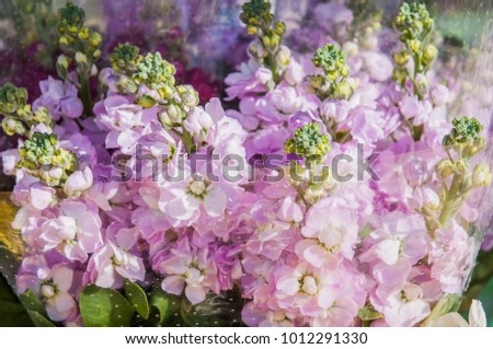 purple white nice Gillyflower flowers bouquete for background
