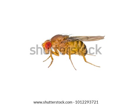 Drosophila Fruit Fly Insect Isolated on White Macro Royalty-Free Stock Photo #1012293721