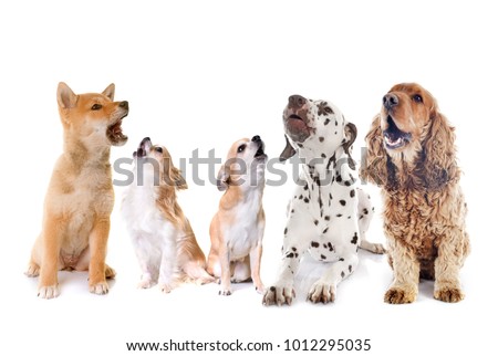 dogs howling in front of white background Royalty-Free Stock Photo #1012295035