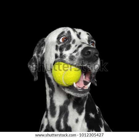 Cute dalmatian dog holding a yellow ball in the mouth. Isolated on black background