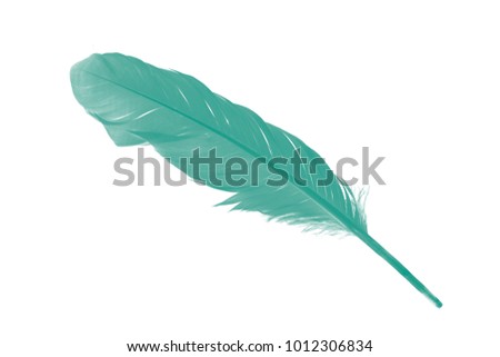 Beautiful green florida keys colors tone  feather texture background,trends color