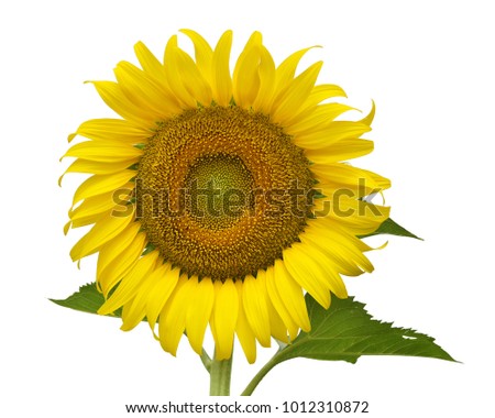 Sun flower isolated on white background. This has clipping path.
The concept of Sunflower is a flower that communicates a stable love, patience and overcome obstacles together.