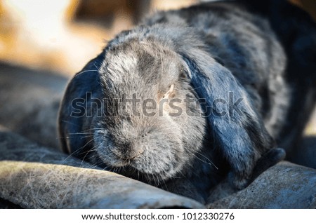 wild rabbit close up view