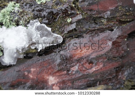 Close-up of a pine tree bark. Melting snow on the bark of a tree