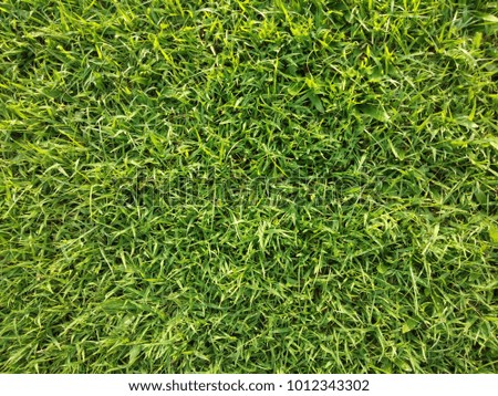 Green grass is a background image.