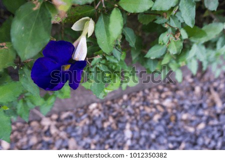 Sweet blue flower in the vintage garden background
