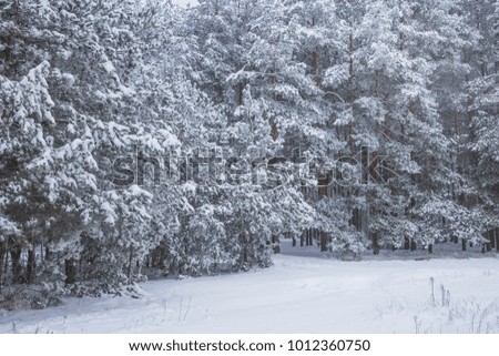 Beautiful winter landscape with big snow in the Pine Forest. Nature in the vicinity of Pruzhany, Brest region,Belarus.