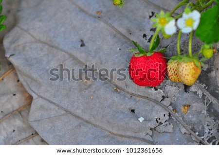 Fresh red strawberries and green leaves in a strawberry plantation. Picture is selective focus style.