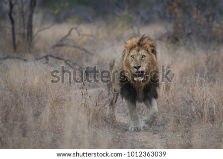 A horizontal, full length, colour photo of a large male lion, Panthera leo, walking through a drought-ridden landscape towards the camera in the Greater Kruger Transfrontier Park, South Africa.