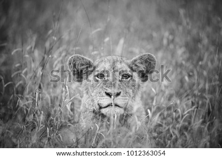 A horizontal, black and white photo of a lion cub, Panthera leo, peeking out between long grass stalks at the camera in the Greater Kruger Transfrontier Park, South Africa.