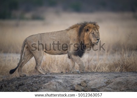 A horizontal, full length, colour photo of a large male lion, Panthera leo, walking across a drought-ridden landscape in search of a meal in the Greater Kruger Transfrontier Park, South Africa.