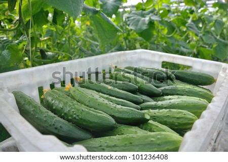 greenhouse, cucumbers in a box