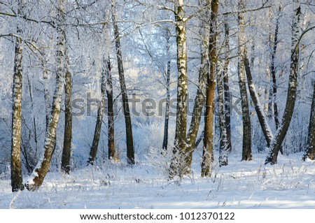Picturesque winter birch grove in hoarfrost, January landscape