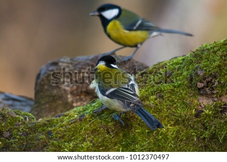 Wildlife photo - great tit on branch in deep forest, Slovakia Danubian area, Europe