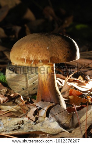 Close up picture of mushroom in the tropical rainforest.