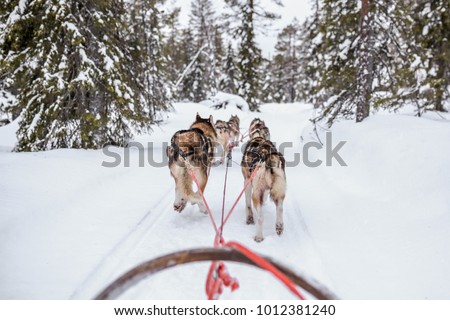 sledge dogs running