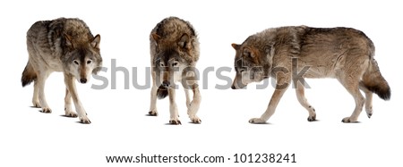 Set of few wolves. Isolated over white background with shade