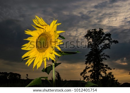 On a late summernight i made this flash picture from a sunflower. The contrast between the warm yellow of the flower and the dark sky gives this photo a happy look