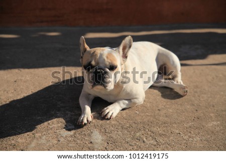 French bulldog taking the sunbath 