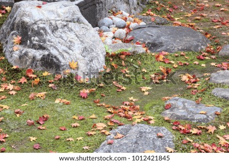 Autumn leaves in Japan - fallen red maple leaves (momiji) in Kyoto.