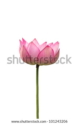 Lotus, isolated on white Royalty-Free Stock Photo #101243206