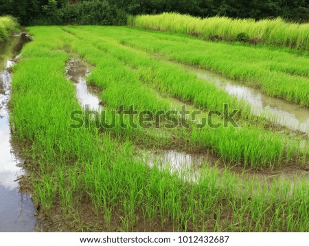 In the field there is green rice.