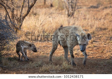 female and young puppies laughing or spotted hyena, Crocuta crocuta