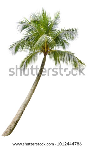Isolated Coconut Tree On White Background. Royalty-Free Stock Photo #1012444786