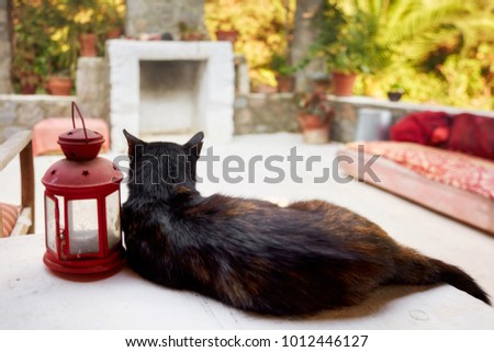 Facing back black stray cat resting and staring at the veranda of a country home