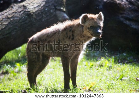 laughing or spotted hyena, Crocuta crocuta, standing near kill and eating leftovers