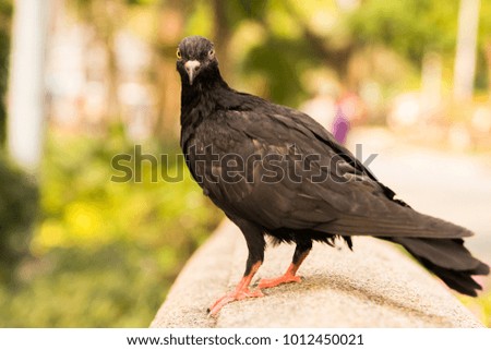 black pigeon stand on sandstone bridge in park with a blur trees background 
