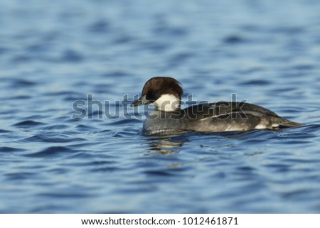 A stunning female Smew (Mergus albellus) swimming in a lake. It has been diving down into the water to catch fish to eat.