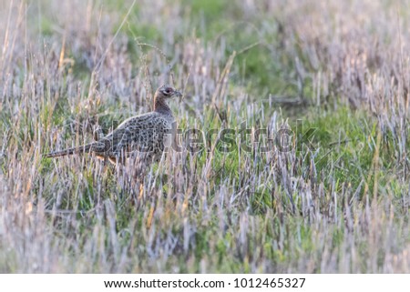 Female pheasant walking in a field