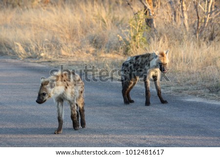 Spotted Hyenas in the Kruger National Park, South Africa