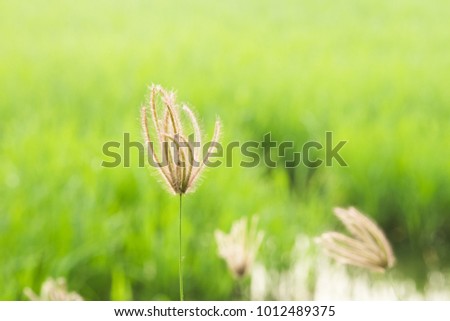 finger grass in rice field background on the morning atmosphere 