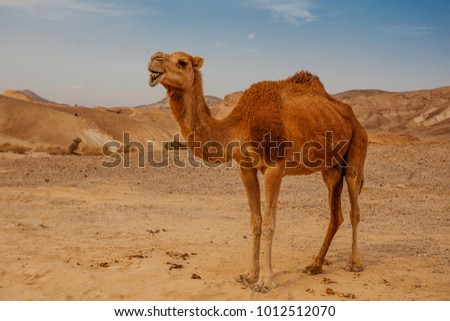 Camel in desert in Israel, Negev Royalty-Free Stock Photo #1012512070