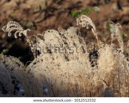 Pampas Grass by Pond - Photograph of dry Pampas Grass at the edge of a pond.  Selective focus on the center of the grass. 