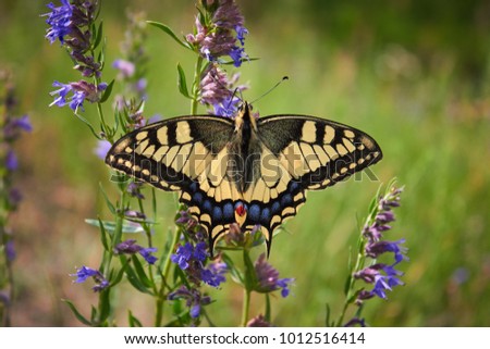 Beautiful butterfly Papilio Machaon sits on a green flower background on a meadow in the wild